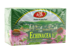 Echinacea purpurea (Echinacea, Эхинацея) flores N20