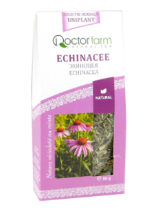 Echinacea purpurea (Echinacea, Эхинацея) flores N1