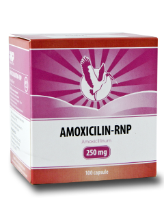 Amoxicilina N100