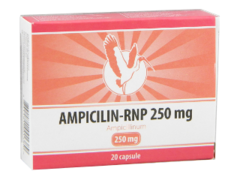 Ampicillin-RNP N20