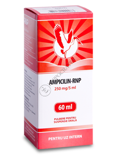 Ampicillin-RNP N1